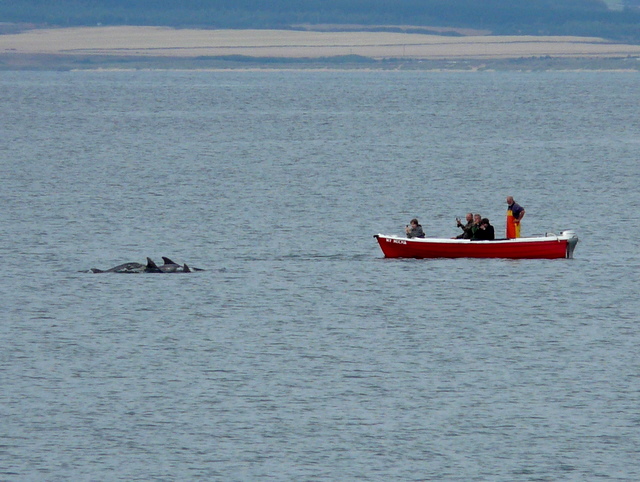 A_treat_for_dolphin_watchers^_-_geograph.org.uk_-_1455349.jpg