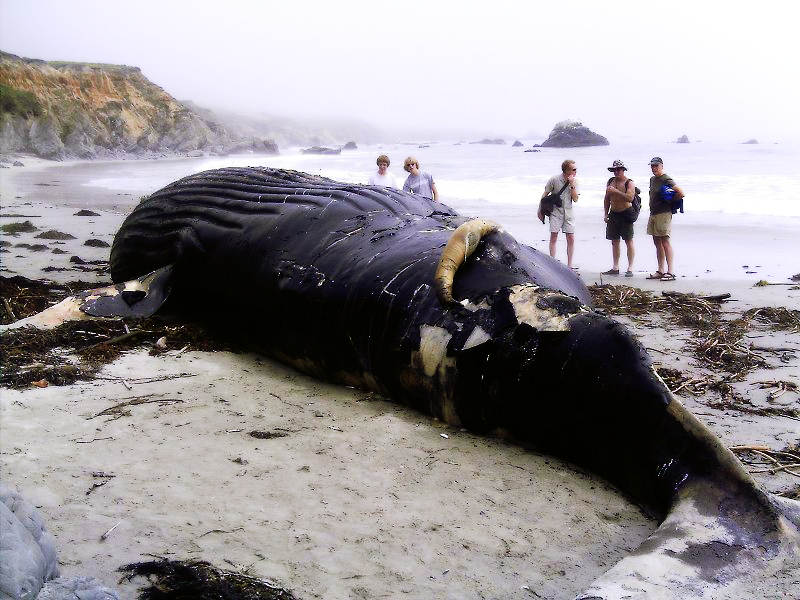 Dead_Humpback_Whale_in_Big_Sur_CA.png