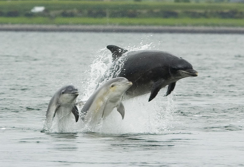 Femelle sauvage et ses jumeaux-Morey Firth (C) Asprey.jpg