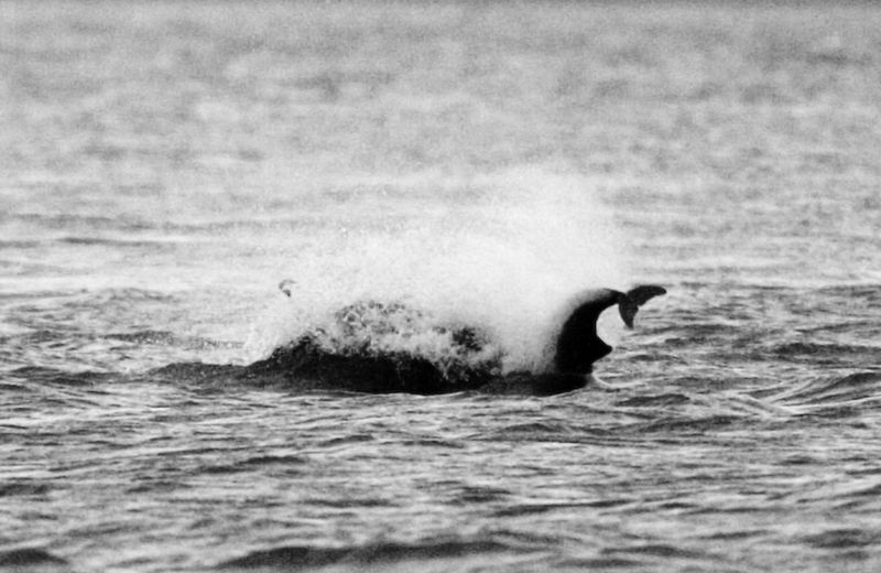 Harbour porpoise killed by Bottlenose dolphin (C) Shirehorse.jpg