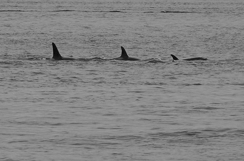 Orca pod -C- Seamus Murray-Flickr.jpg