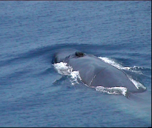 fin whale -(C) greenmarlin_Flickr.jpg