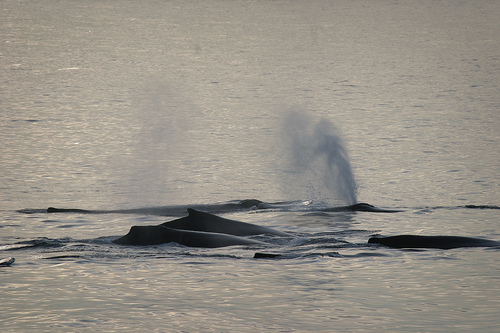 whale (C) natura Paparazzo_Flickr.jpg