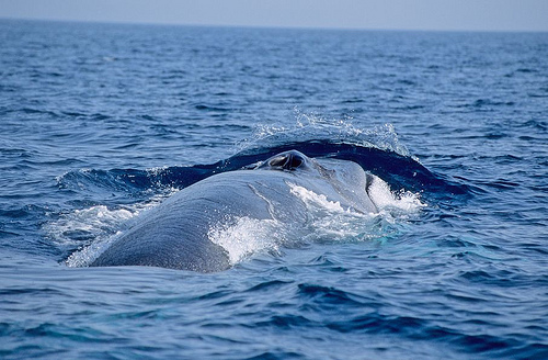 whale-- (-C) Fondation Nicolas Hulot-flickr.jpg