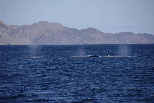 whales ----(C) drgflyorng_Flickr.jpg