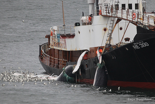 whaling (C) dalli58.jpg