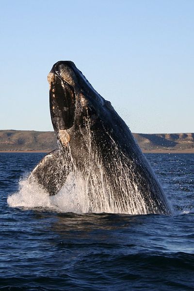 400px-Southern_right_whale.jpg