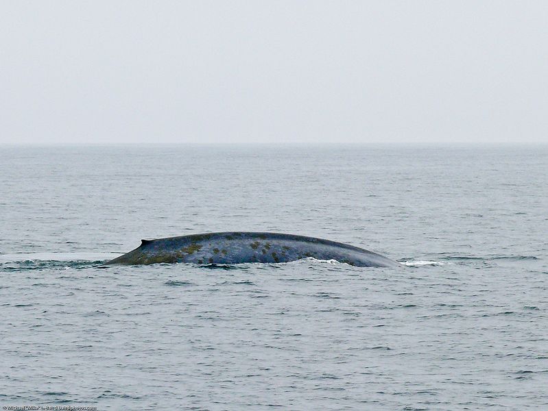 799px-Blue_Whale_(Balaenoptera_musculus)_Mysticeti_baleen_whale.jpg