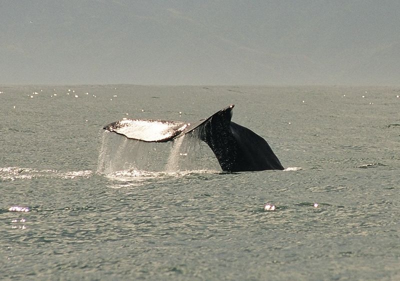 800px-2000-12_Whale_Watching.jpg