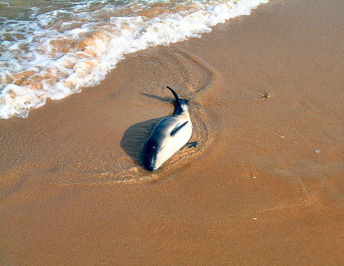 Beached porpoise killed by bottlenose dolphin(C) ccgd_FLickr.jpg