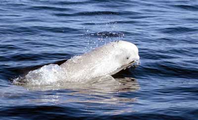 Beluga - (C) Ansgar Walk - Wikimedia Commons.jpg