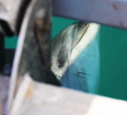 DOlphin-New Zealand-close up C) Jonnyr1_FLickr.jpg