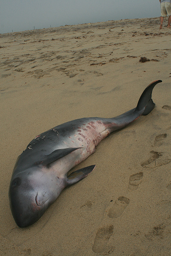 Dead dwarf sperm whale_ 29_07_09--- (C) efraserc_FLickr.jpg