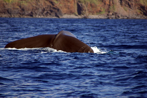Sperm whale - dive - Azores (C) Claus Rebler-FLickr.jpg