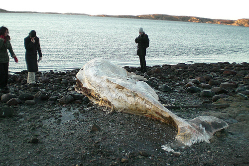 Stranded whale (C) trmdttr_Flickr 17 01.jpg
