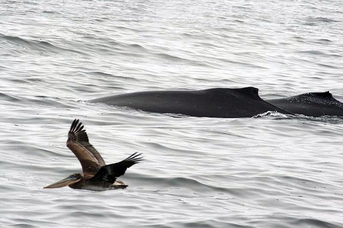 Whales -pelican (C) Just chaos- FLickr.jpg