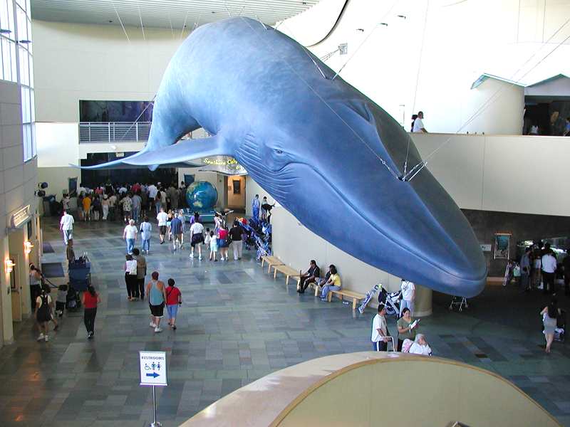 baleine bleue-pdphoto_org.jpg