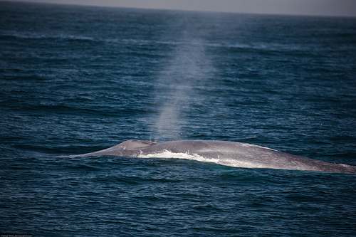 blue whale back -(C) Mike Baird-Flickr 19 01.jpg