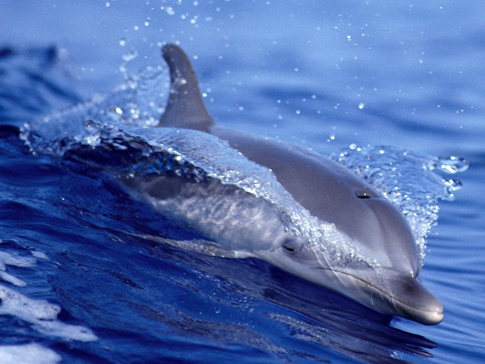 Atlantic_Spotted_Dolphin.jpg