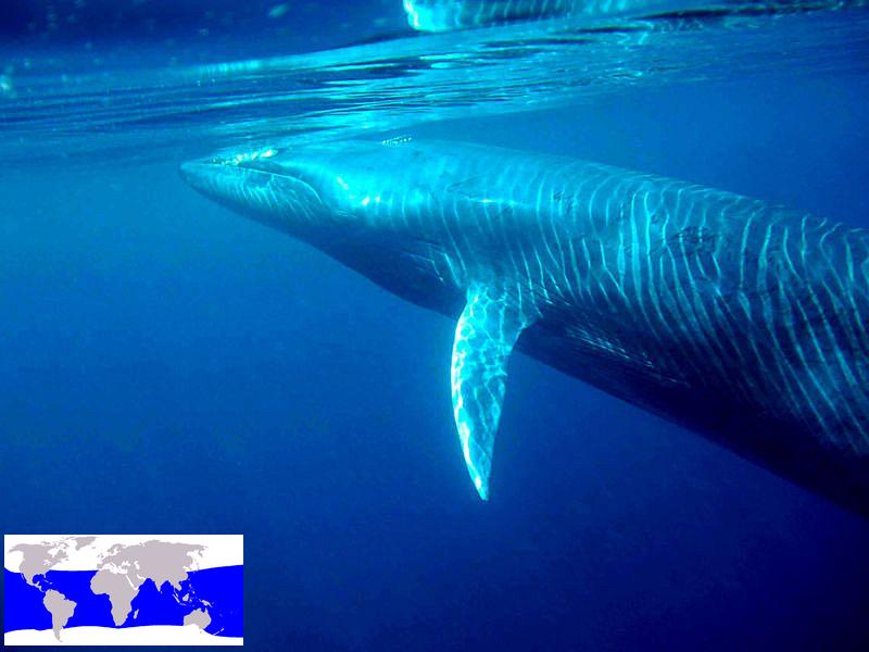 Bryde s whale (C) morningdew.jpg