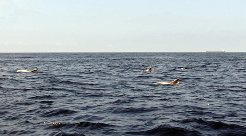 Dauphins de Risso dans une nappe de petrole (C) NWFblogs_flickr.jpg