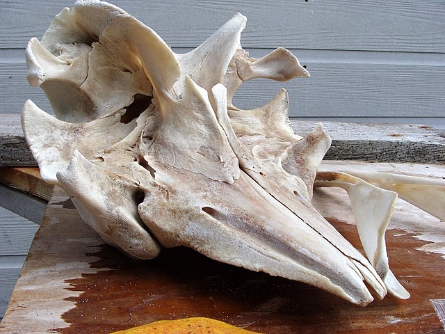 Beluga skull (C) DOt-Picasaweb.jpg