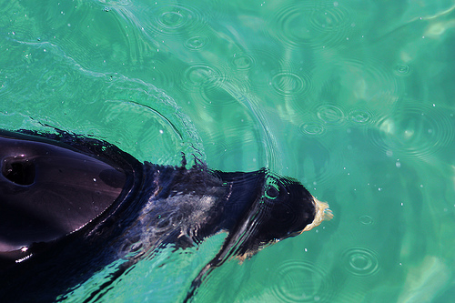 DOlphin-New Zealand (C) Jonnyr1_FLickr 23 10 13.jpg