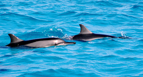 DOlphins_Maldive_(C)_Easyrab_Flickr.jpg