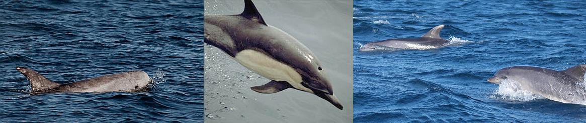 Dauphin de Risso - Dauphin commun - Grand dauphin (C) Mike Baird -NOAA-Muchaxo_Flickr.jpg