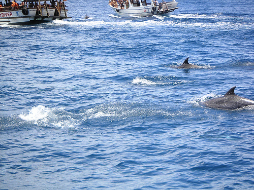 Dolphin-Watching -brasil (C) Alberto Perdomo-Flickr.jpg