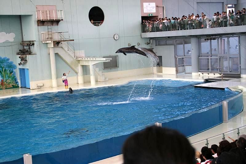 Hakkeijima_Sea_Paradise-dolphins(C)Webshots_com.jpg