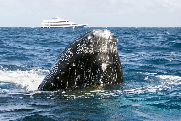 Humpback_Whales_-_Flickr_-_Christopher.Michel_(14) 14 08 14.jpg