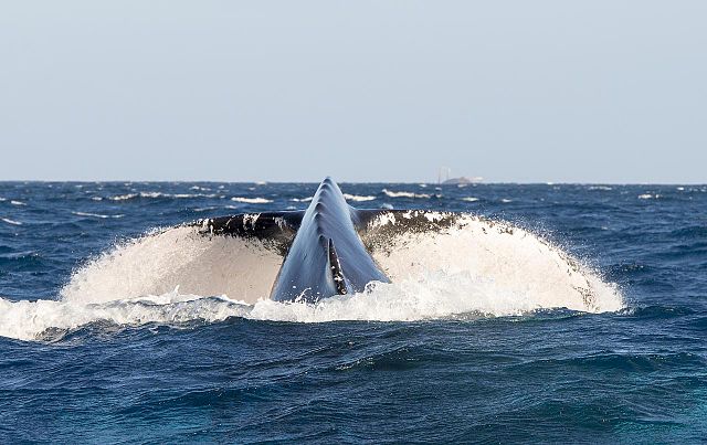 Humpback_Whales_-_Flickr_-_Christopher.Michel_(30) 05 03 15.jpg
