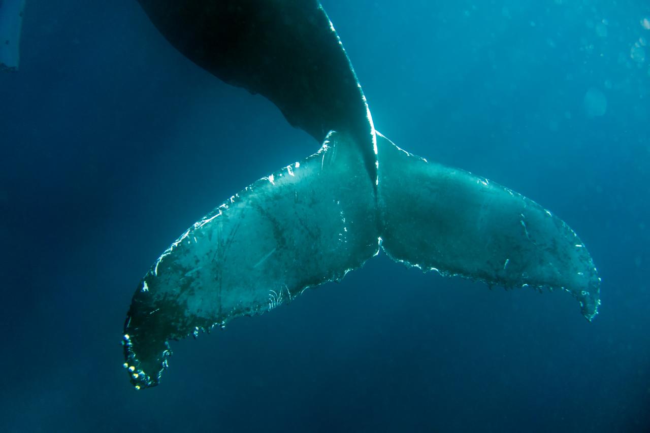 Humpback_Whales_-_Flickr_-_Christopher.Michel_(44).jpg