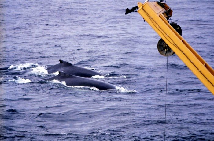 Humpback_whale_Photo_Credit_(C)US_National_Oceanic_and_Atmospheric_Administration.jpg