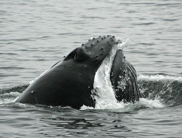 Humpback_whale_Robert_Pitman_NOAA_PS9 06 06 14.jpg