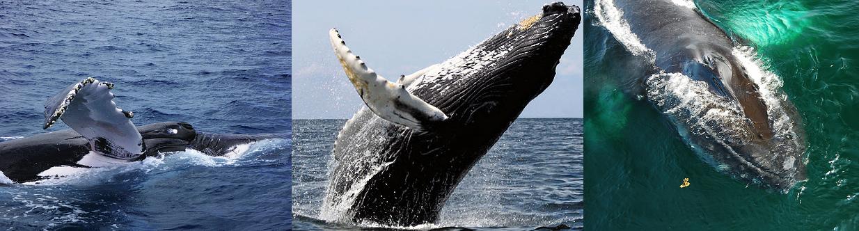 Humpback_whales_(C)_Foips-_Richard_Fisher-Wit_Welles-FLickr.jpg