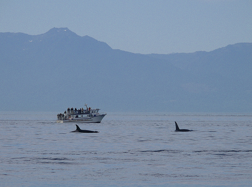 Killer-whale watching (C) Funnyfence -flickr.jpg