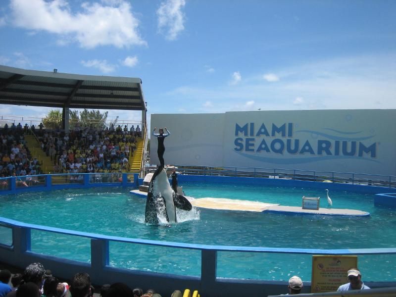Miami_Seaquarium-Lolita-(C)Webshots_com.jpg