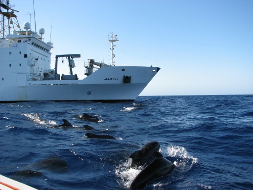 Pilot_whales_surface_near_the_NATO_Research_Vessel_Alliance_during_the_Biological_and_Behavioral_Studies_of_Marine_Mammals_in_the_Western_Mediterranean_Sea_(MED_09)_study_Aug_090807-O-XP494-001 23 08 14.jpg