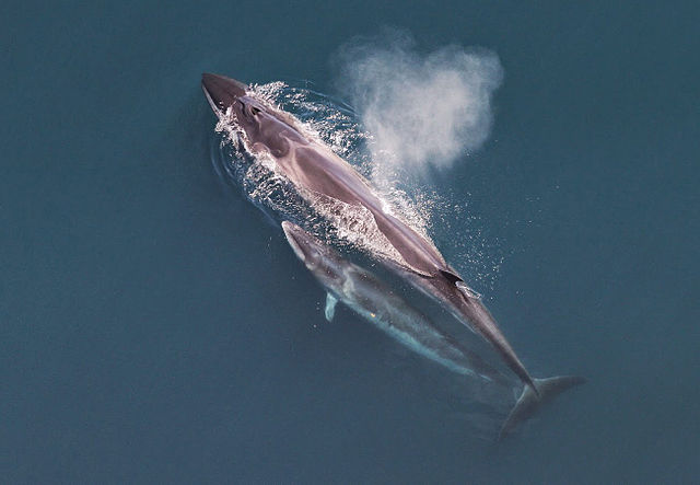 Sei_whale_mother_and_calf_Christin_Khan_NOAA 26 05 15.jpg
