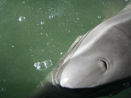 Sick dolphin 06 (C) rhonda023_Flickr.bmp