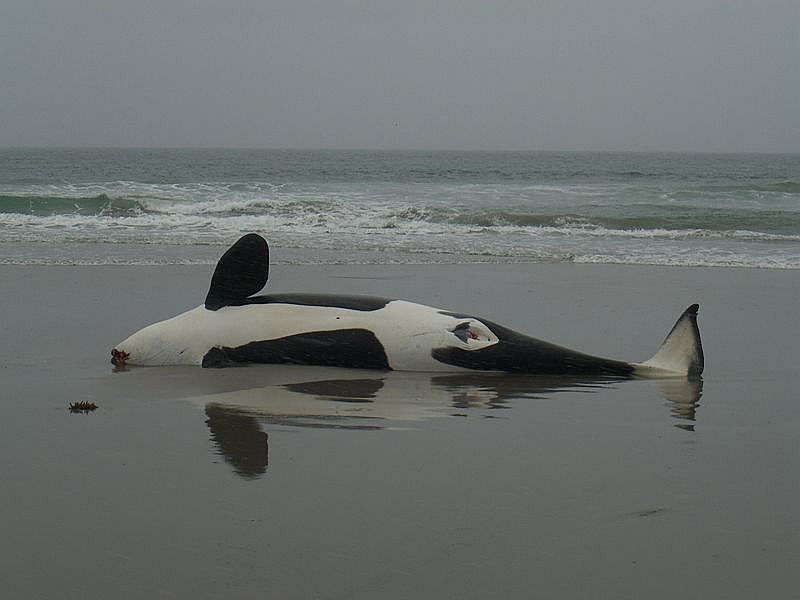Stranded orca - Norway (C) Kalev Kevad.jpg