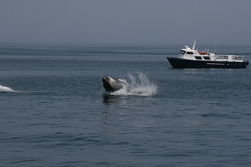 Whale-watching-Humpback (C) Paulcjones_Flickr.jpg