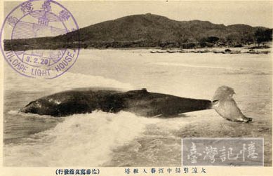 Whale_near_the_beach_of_Cape_Eluanbi,_Hengchun,_TAIWAN.jpg