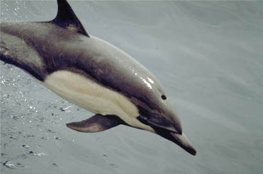 common_dolphin-noaa.jpg
