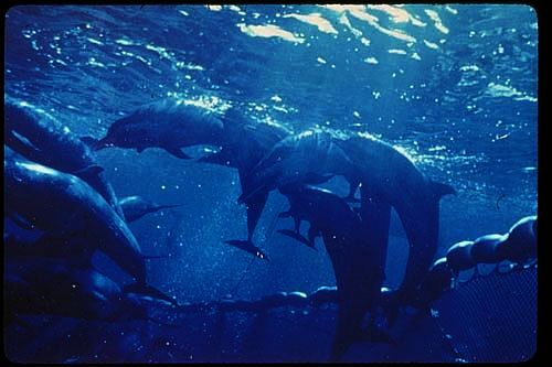 dolphins-net-Photo_Credit_(C)US_National_Oceanic_and_Atmospheric_Administration.jpg