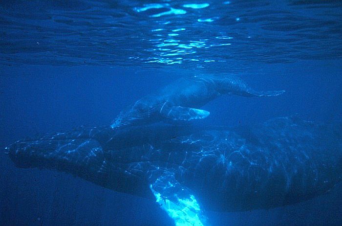 humpback_calf-Photo_Credit_(C)US_National_Oceanic_and_Atmospheric_Administration.jpg