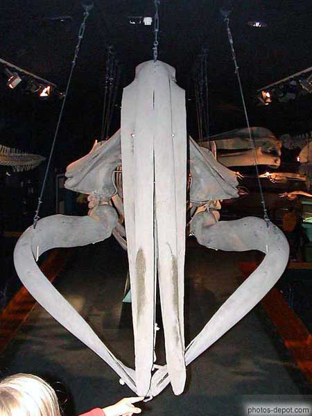squelette baleine-(C) photo-depot_com.jpg