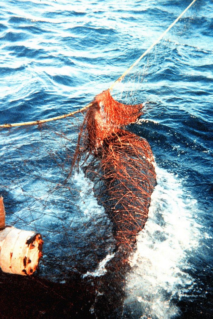 whale-net-Photo_Credit_(C)US_National_Oceanic_and_Atmospheric_Administration.jpg